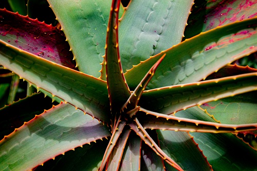 Aloe Marlothii Mountain Aloe -Advantages Of Cactus