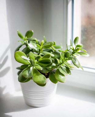 Jade or Crassula ovala