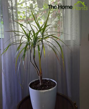 Dracaena Marginata