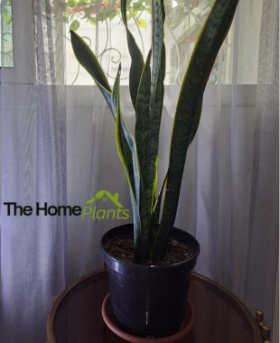 indoor plants for north facing window snake plant