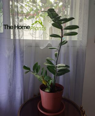 African indoor plants - ZZ plant