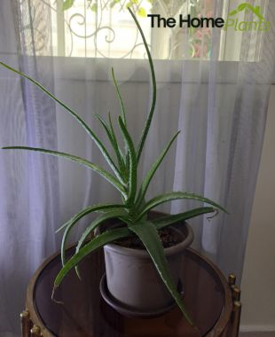 Aloe Vera a visually interesting african indoor plant