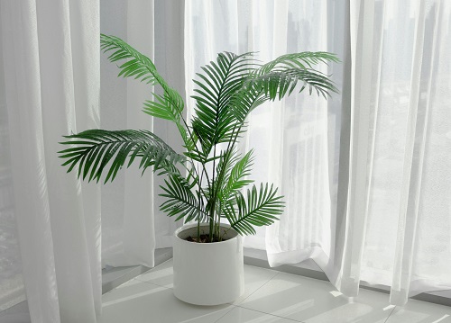 areca palm air cleaning plants for home