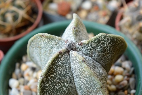 Star Cactus Plant (Astrophytum asterias)