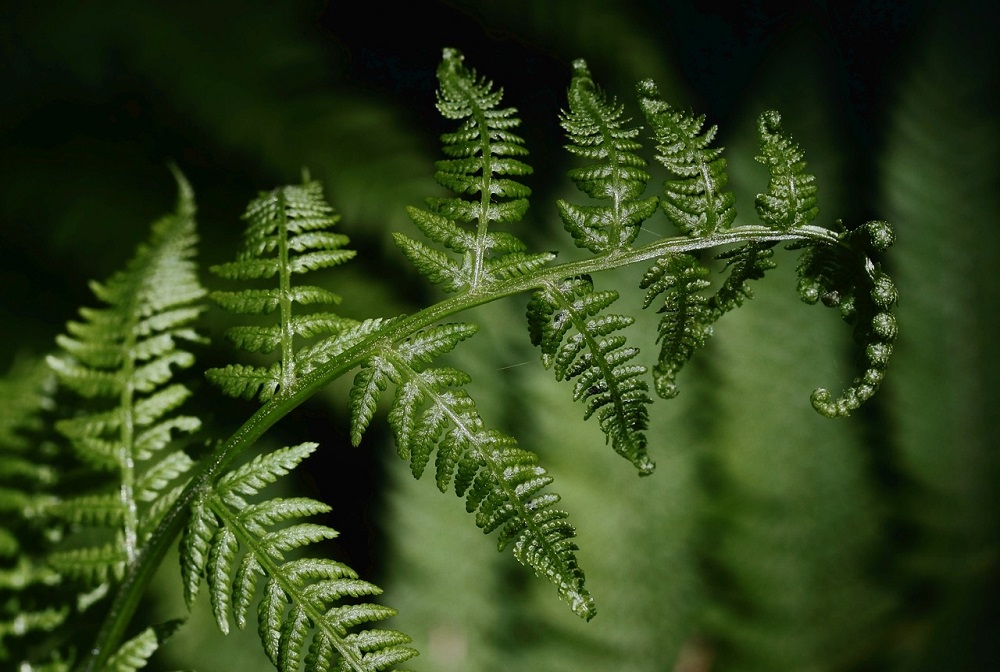 fern plant purify air