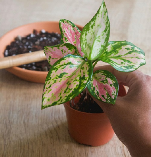 Chinese Evergreen tropical foliage plant