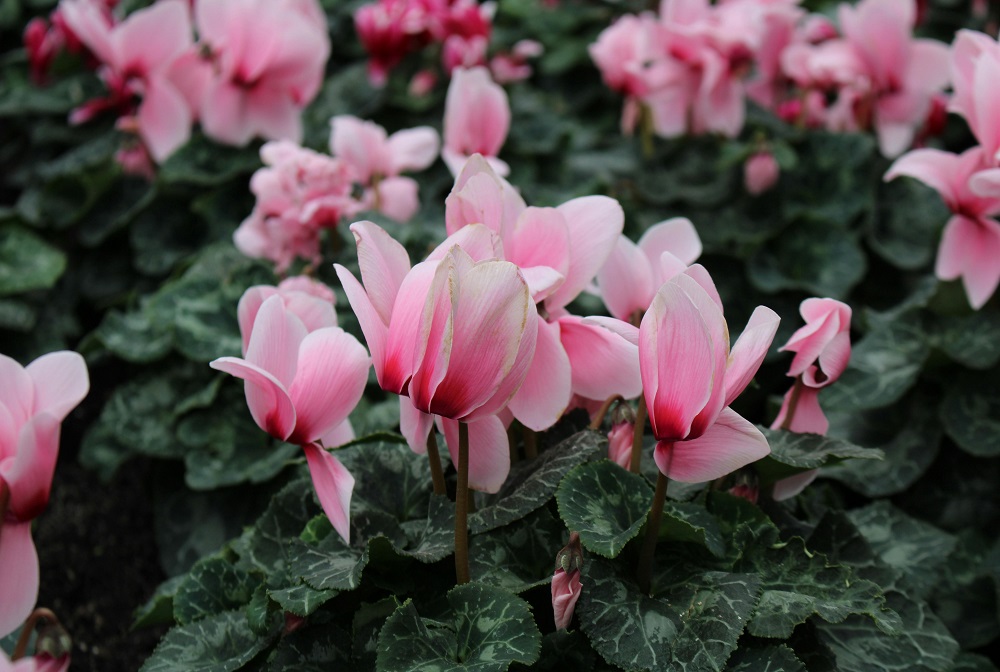 What house plants have corms: Cyclamen, Alocasia