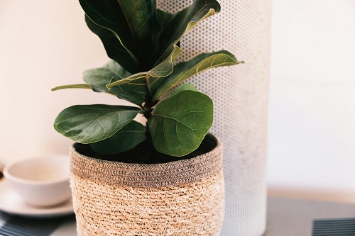 Fiddle Leaf Fig- ficus lyrata plant