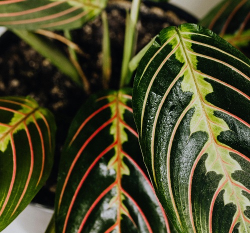 Maranta red prayer tropical foliage plant