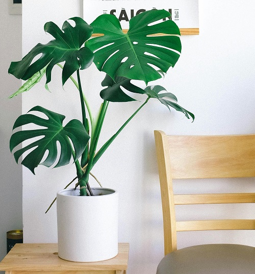 Monstera tropical foliage plant