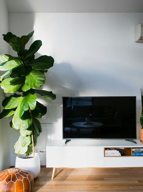 The Majestic Fiddle  Leaf Fig