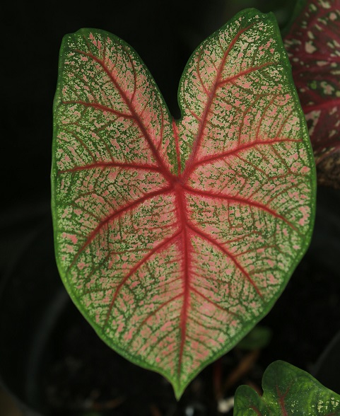 caladium is house plants have corms