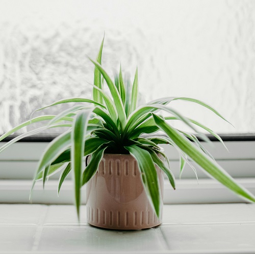 spider plant tropical foliage plants indoor