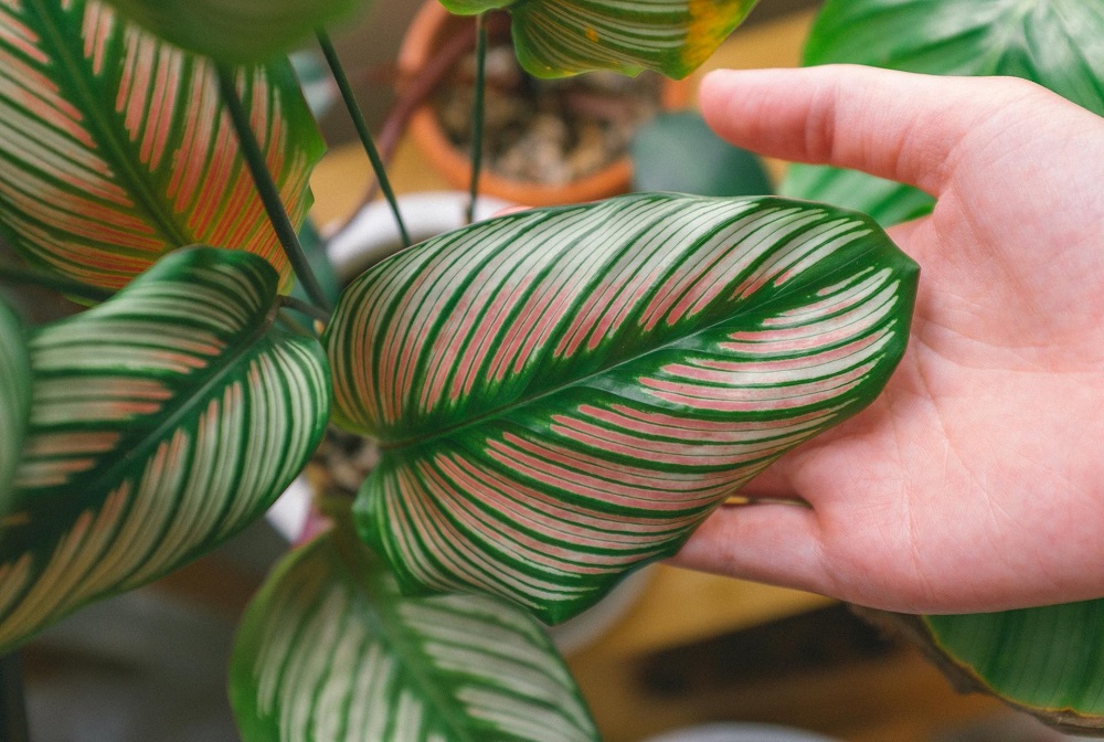 tropical foliage plant(s) how to bring the jungle indoors