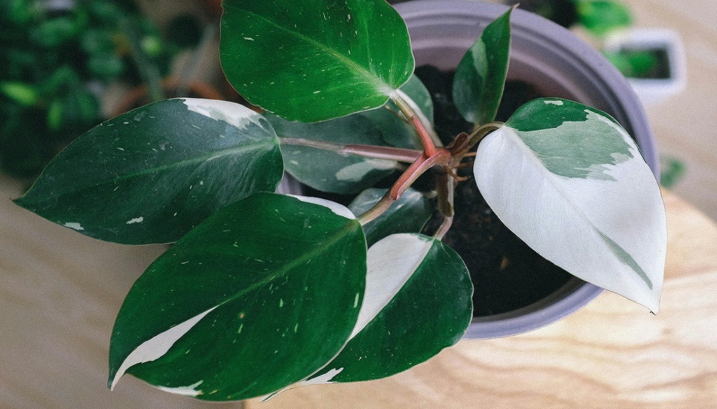 variegated plants