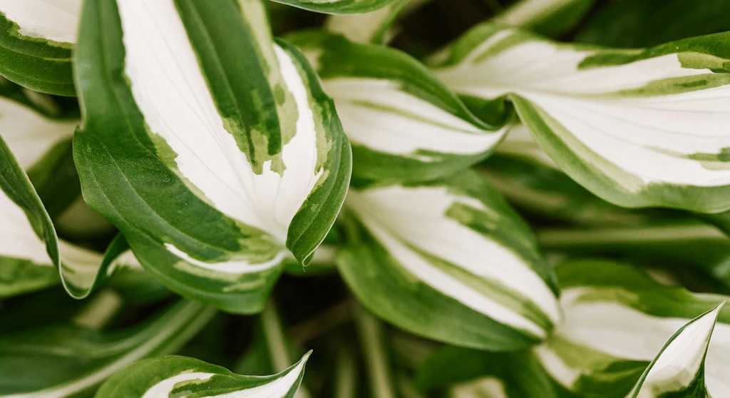 variegated plants