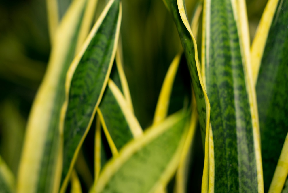 Zeylanica Snake Plant Care: The Complete Guide