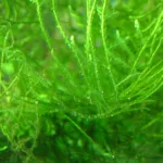 how to propagate java moss for aquariums and paludariums