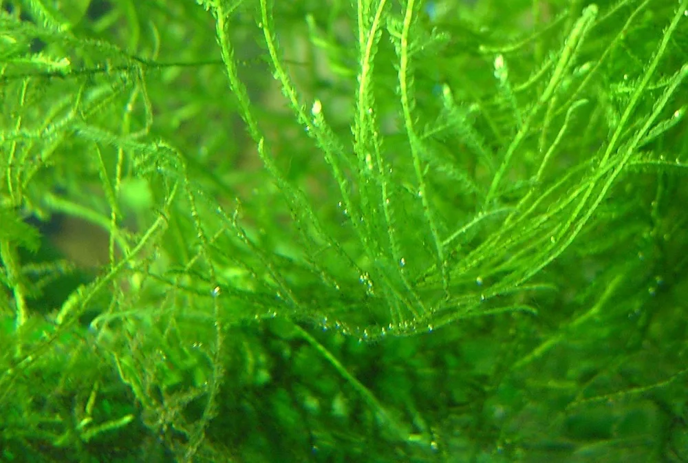 how to propagate java moss for aquariums and paludariums