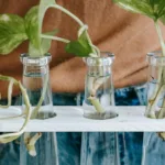 propagating pothos in water