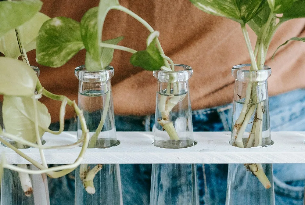 propagating pothos in water