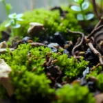 springtails in terrarium