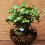 Syngonium Propagation in Water: A Simple Guide to Growing New Plants from Cuttings