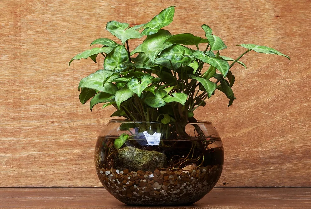 Syngonium Propagation in Water: A Simple Guide to Growing New Plants from Cuttings